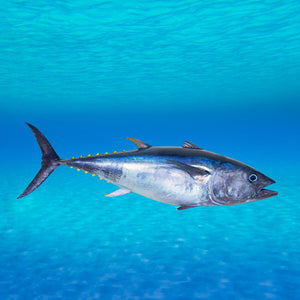 Atlantic bluefin tuna swimming majestically in the deep blue ocean, showcasing its impressive size and streamlined body, highlighting the species' natural habitat and grandeur
