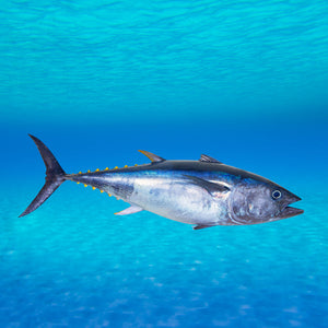 Atlantic bluefin tuna swimming majestically in the deep blue ocean, showcasing its impressive size and streamlined body, highlighting the species' natural habitat and grandeur