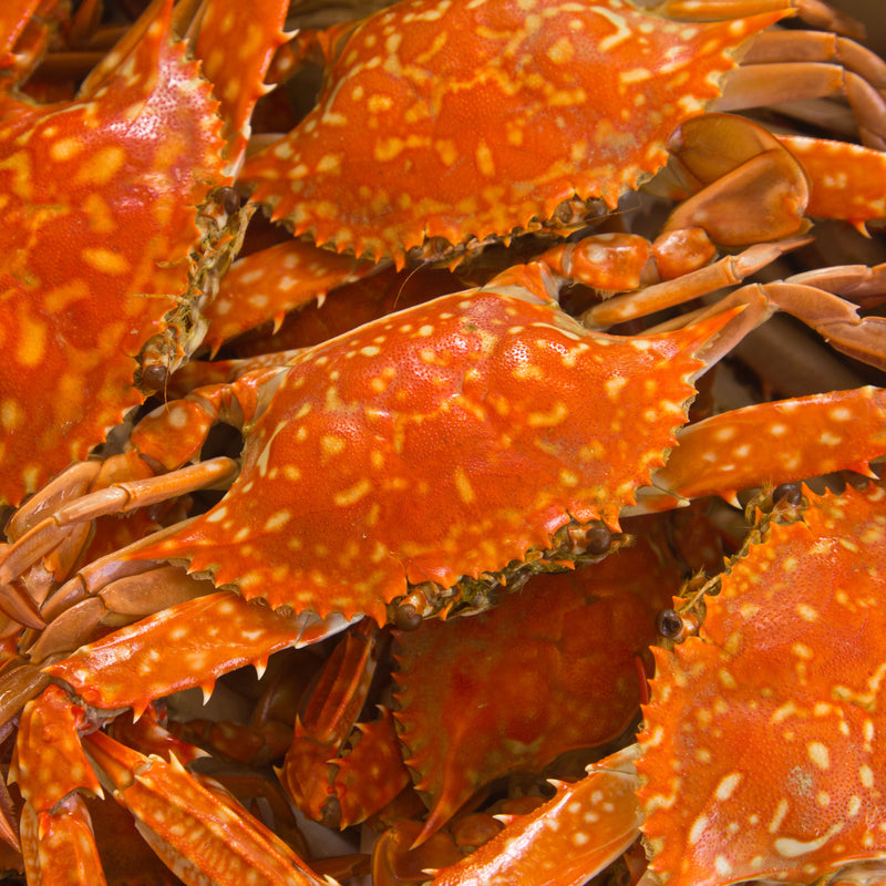 Mastering the Art of Crab: Your Complete Home Cooking Guide