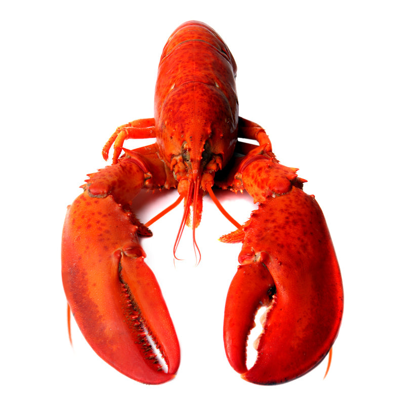 Lobster Thermidor served in the shell with golden melted Gruyère cheese and parsley garnish on a white plate