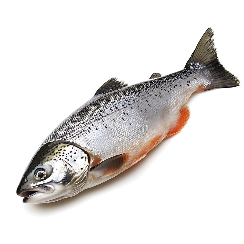 Farmed vs. Wild-Caught Coho Salmon: Environmental Impact, Nutrition, and How to Choose