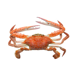 Red Crab vs. Other Crabs