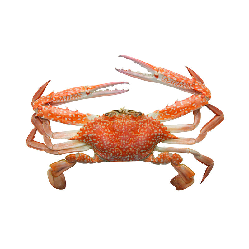Five varieties of fresh crab side by side — red crab, blue crab, Dungeness, snow crab, and king crab — on a seafood market display with ice