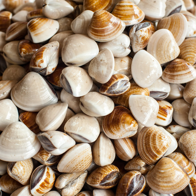 Fresh littleneck, cherrystone, and geoduck clams on display