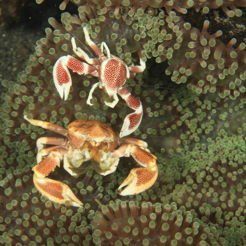 How to store and freeze red crabs and king crabs – fresh king crab legs and whole crabs properly stored on ice, showing best practices for refrigeration and freezing to preserve sweet succulent crab meat flavor and texture