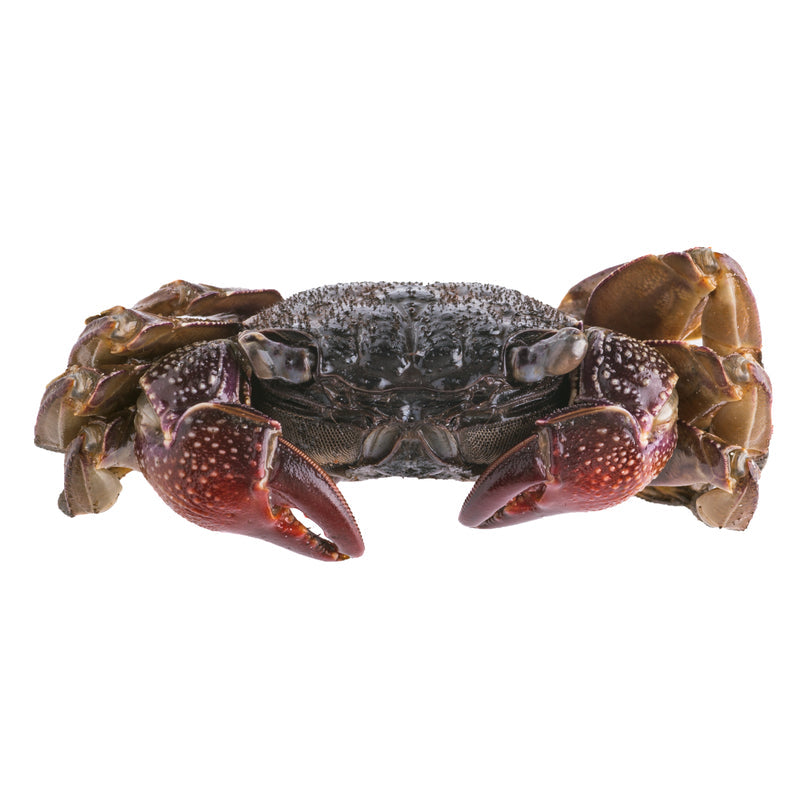 Red crabbing in California — Dungeness crab spots along the coast