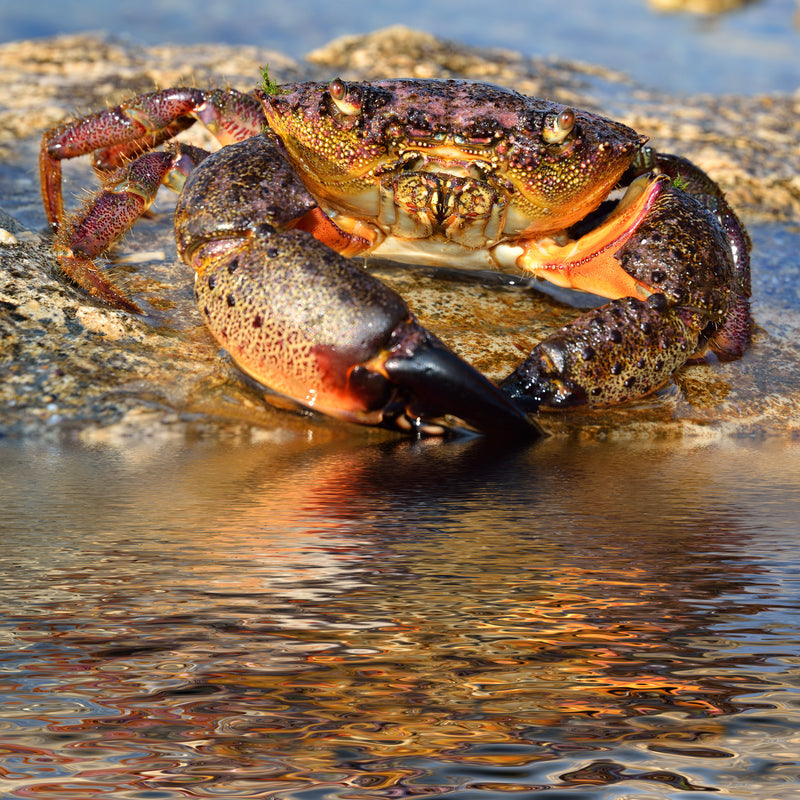 Overfished red king crab habitat in the Bering Sea
