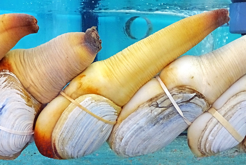 Fresh geoduck clam with its long siphon displayed on a bed of ice, the Pacific Northwest delicacy prized in Japanese and Chinese fine dining