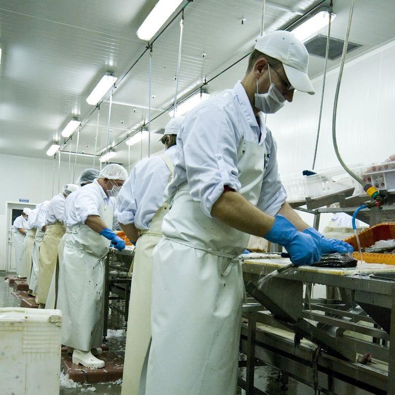 Workers processing fresh seafood in Alaska amidst labor shortages and rising industry challenges