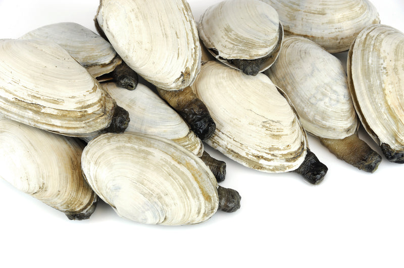 Live geoduck clam with its long siphon extended, native to the Pacific Northwest sandy ocean floor, prized in Japanese and Chinese fine dining