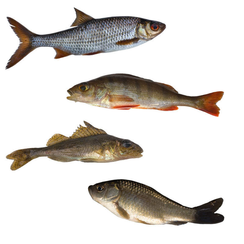 A spread of international seafood dishes including sushi, oysters, and ceviche from around the world