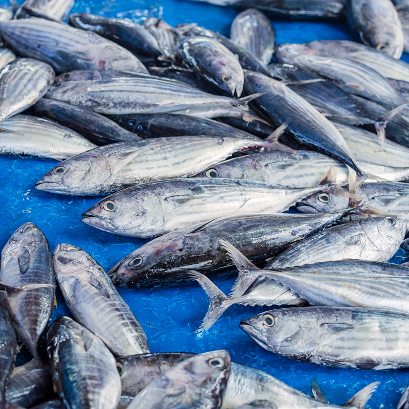 Fresh albacore tuna steaks with firm pale pink flesh, displayed on ice alongside lemon slices and fresh herbs, ready for grilling or sashimi preparation