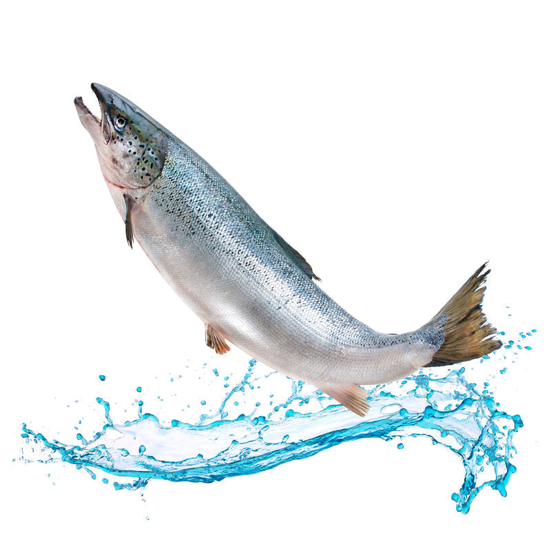 Fresh Atlantic salmon fillet showing the characteristic light pink flesh and rich fat marbling — one of the most nutritious and widely consumed fish in the world