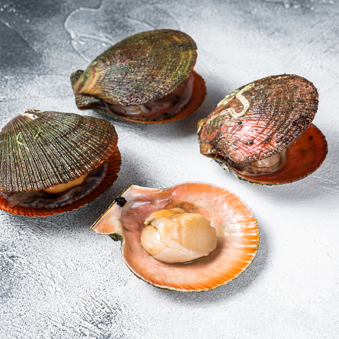 Fresh diver scallops on ice showcasing their premium quality and natural sweetness
