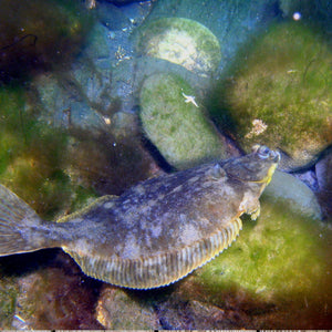How to Catch Flounder: A Step-by-Step Guide