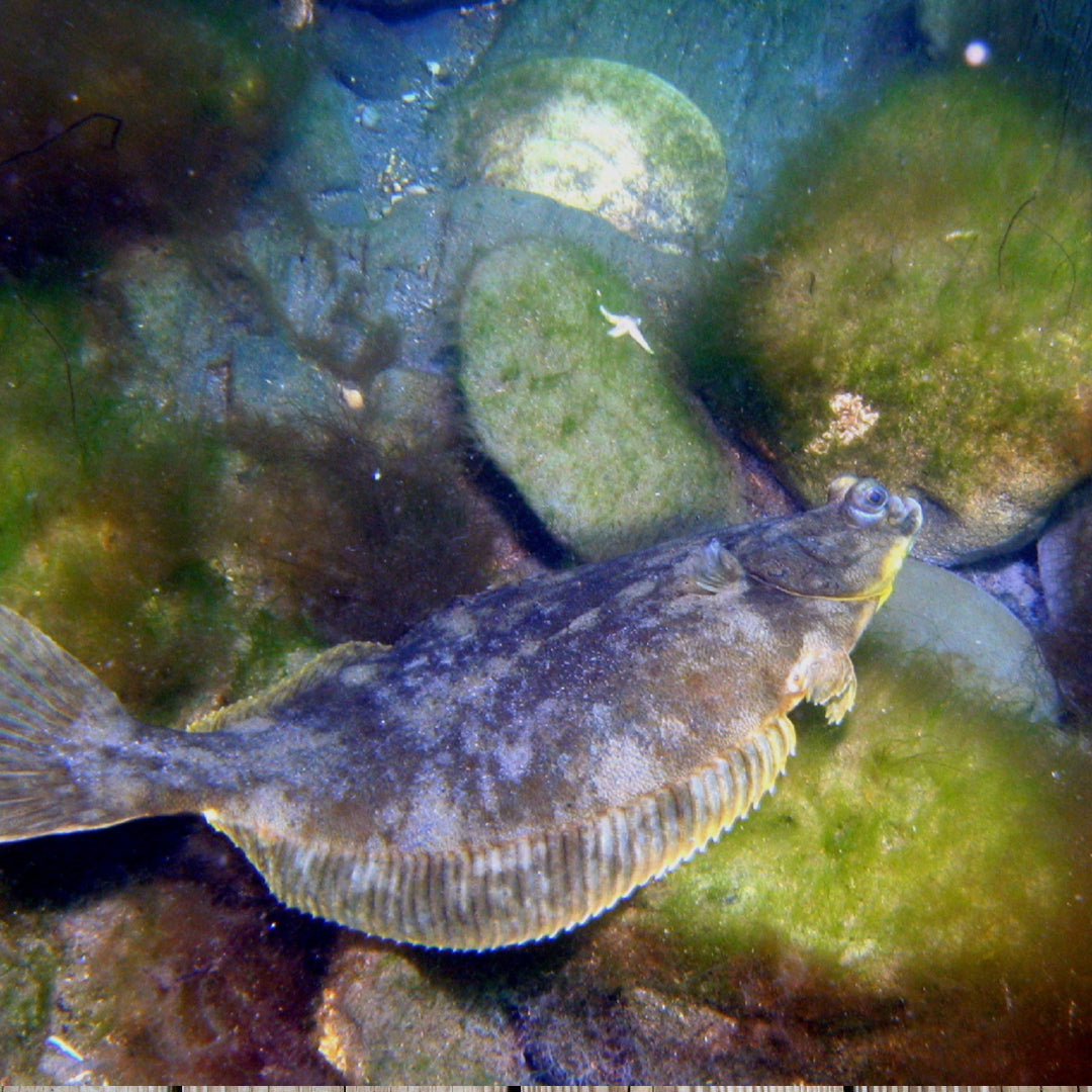 Angler holding a freshly caught flounder on a sandy coastal shoreline, demonstrating proper fishing technique with rod and reel