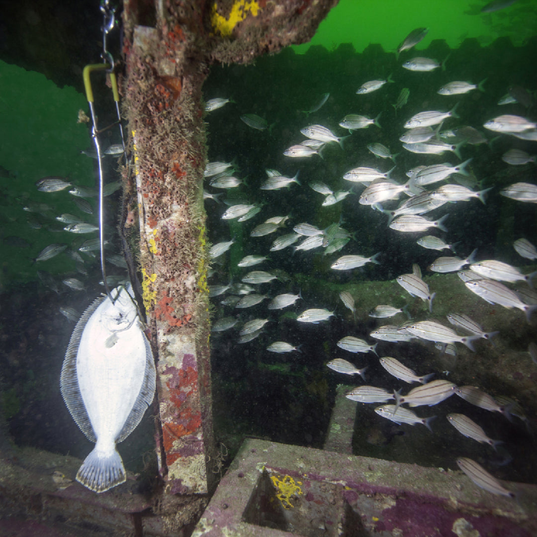 Flounder caught in shallow coastal waters — best flounder fishing spots in the US