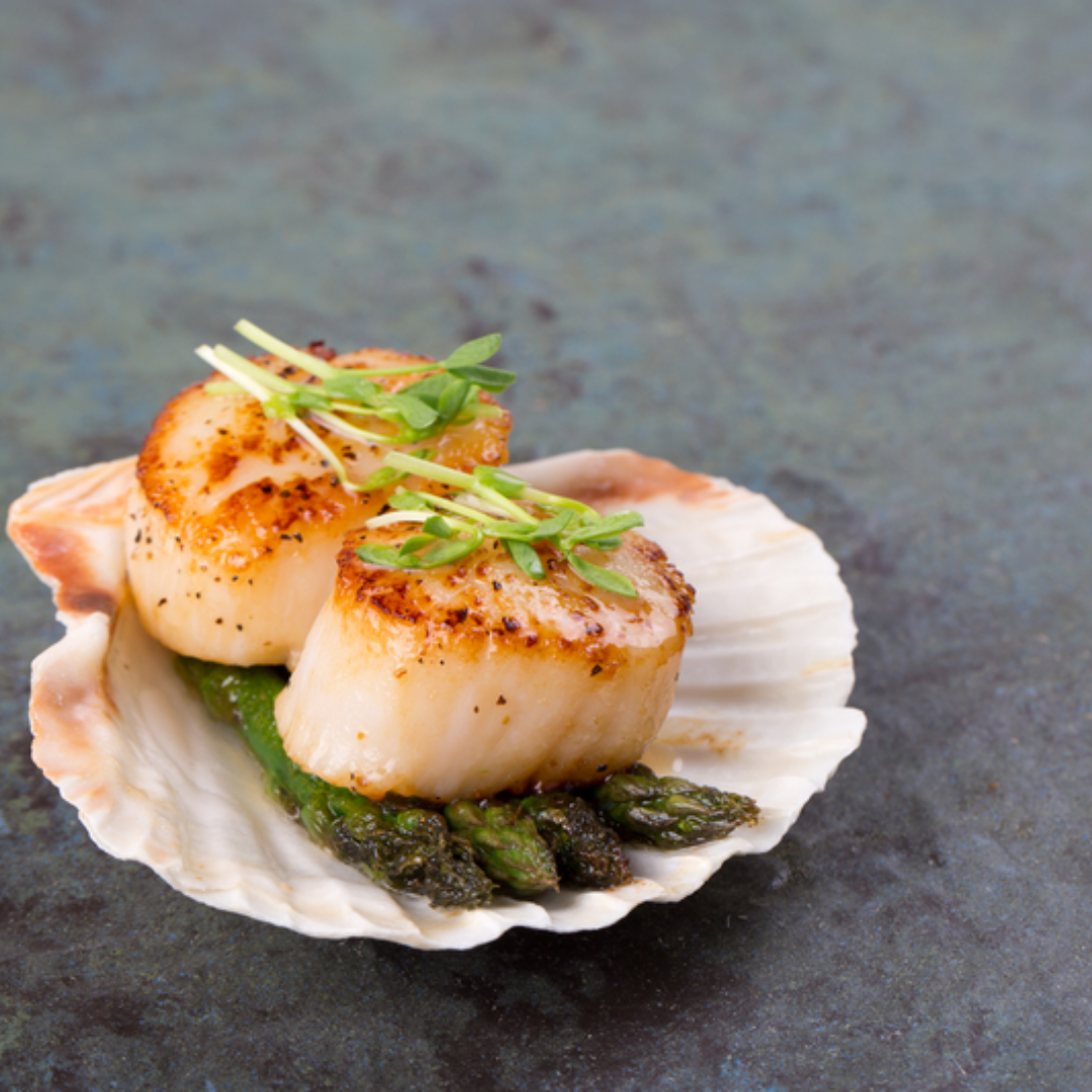 Main Scallop Shell Scallops In Pacific Ocean