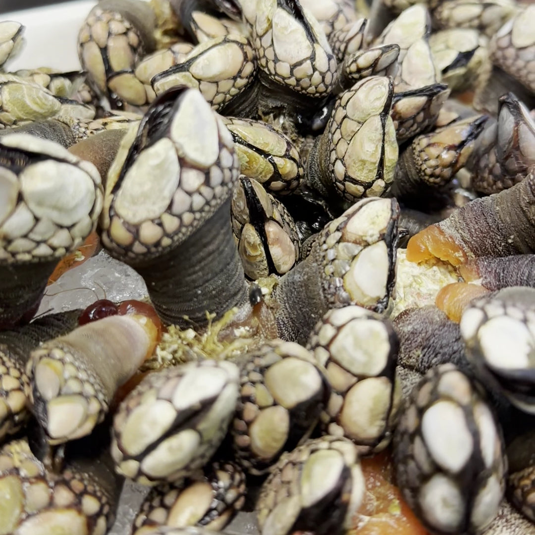 Fresh gooseneck barnacles (percebes) harvested from the rocky Alaskan coastline, displayed on a wooden board