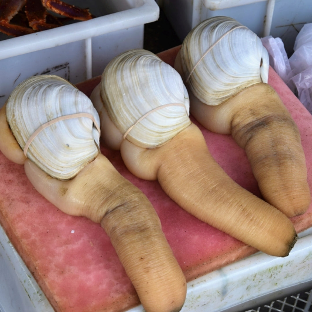 Fresh live geoduck clam with its long siphon displayed on ice