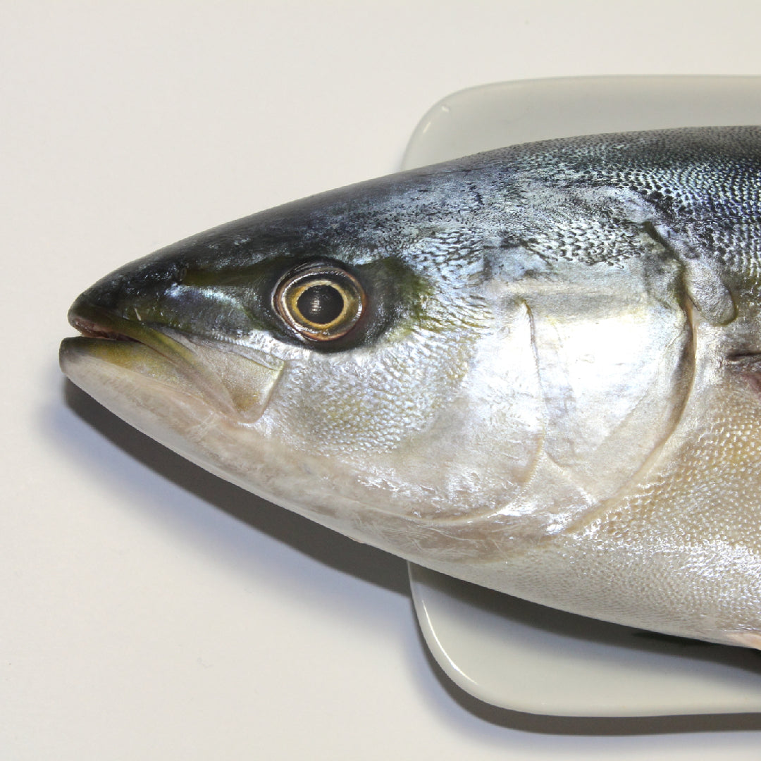 5 Delicious Hamachi Fish Recipes You Need to Try