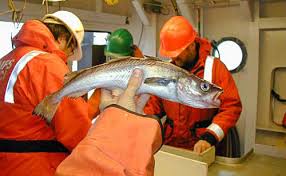 Alaska pollock surimi production illustrating processed whitefish protein used for surimi-based foods