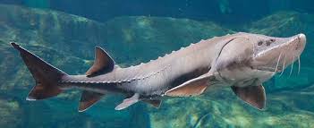 Sustainable Seafood Spotlight: The Conservation of Ossetra Sturgeon