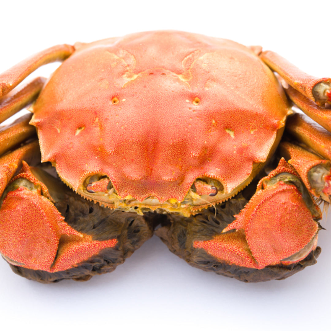 Fresh Jonah crab claws and whole crab displayed on ice, ready for cooking