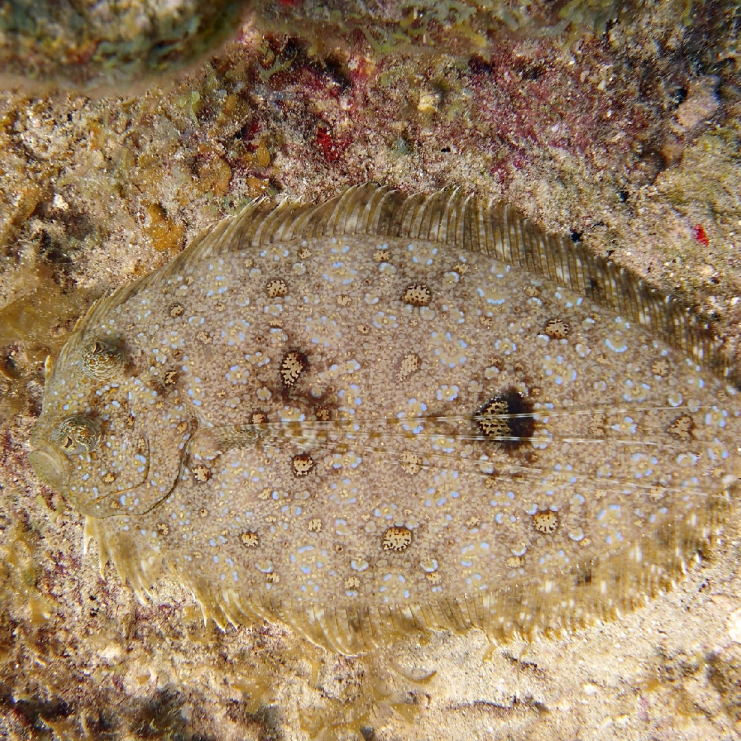 Flounder fishing rig setup with hook, leader, and sinker on a sandy ocean floor