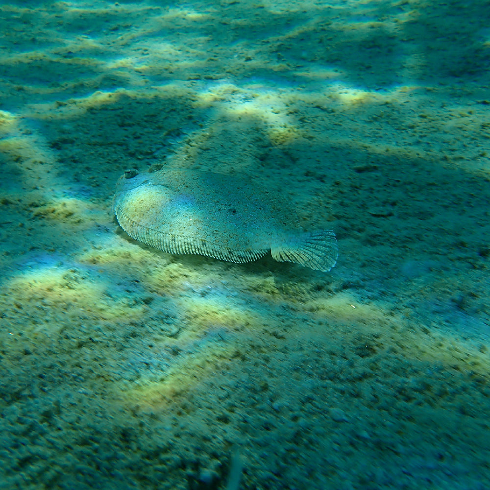 The Best Flounder Fishing Boats Your Ultimate Guide