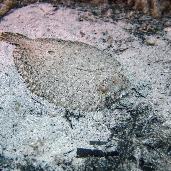 10 Delicious Flounder Recipes You Have to Try Today
