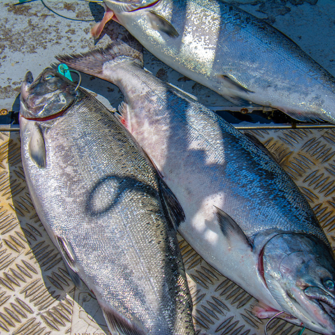 King salmon fillet being hot-smoked on a wood chip smoker rack with alder wood smoke rising around the fish outdoors