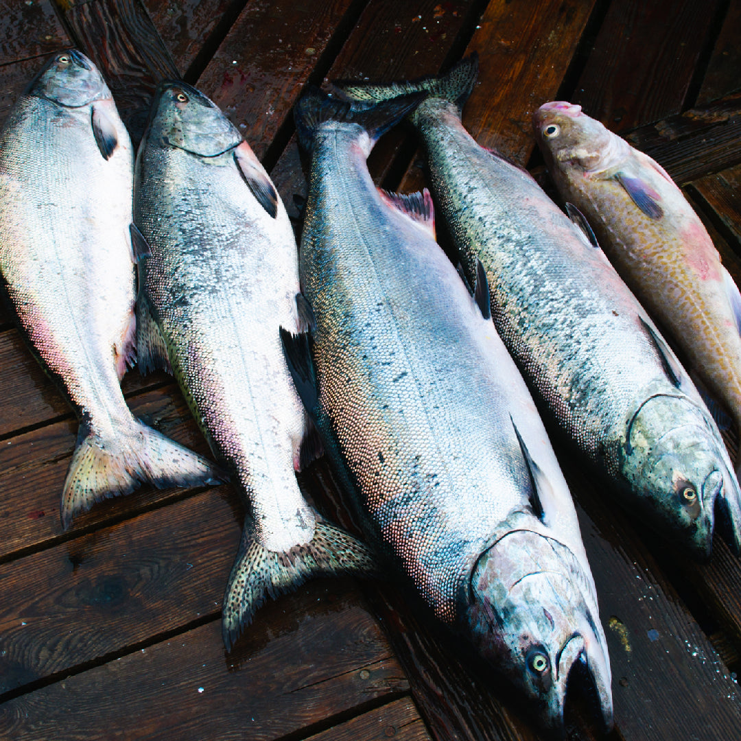 Anyone eat fall run chinook salmon roe? I need suggestions! : r/Fishing