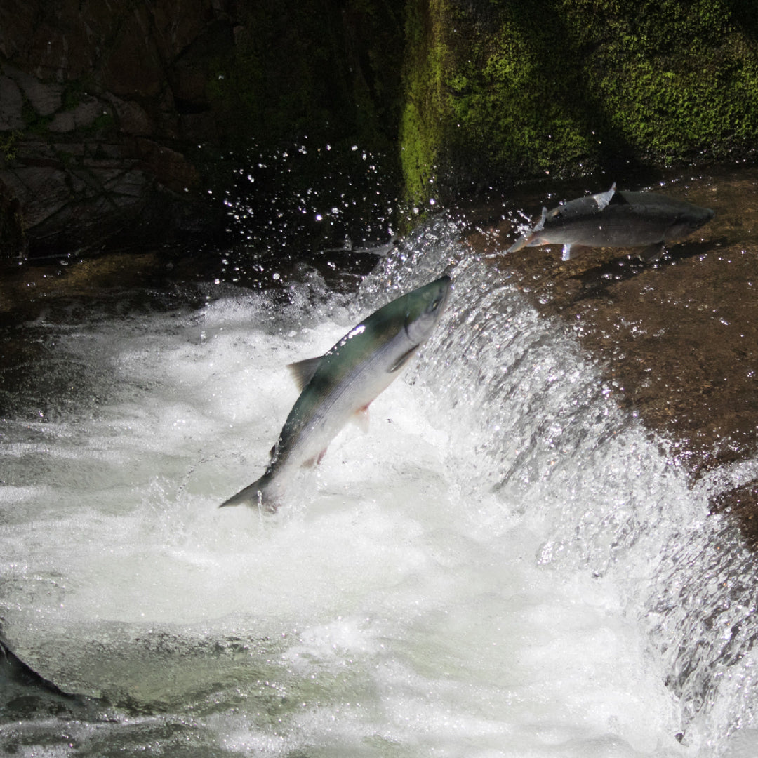 An angler holding a large king salmon on the Kenai River in Alaska with mountains and forest in the background