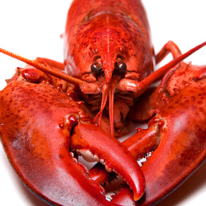 How to Make a Delicious Lobster Stock: A Step-by-Step Guide