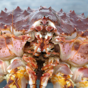 The History of Live King Crab: From the Ocean to Your Plate