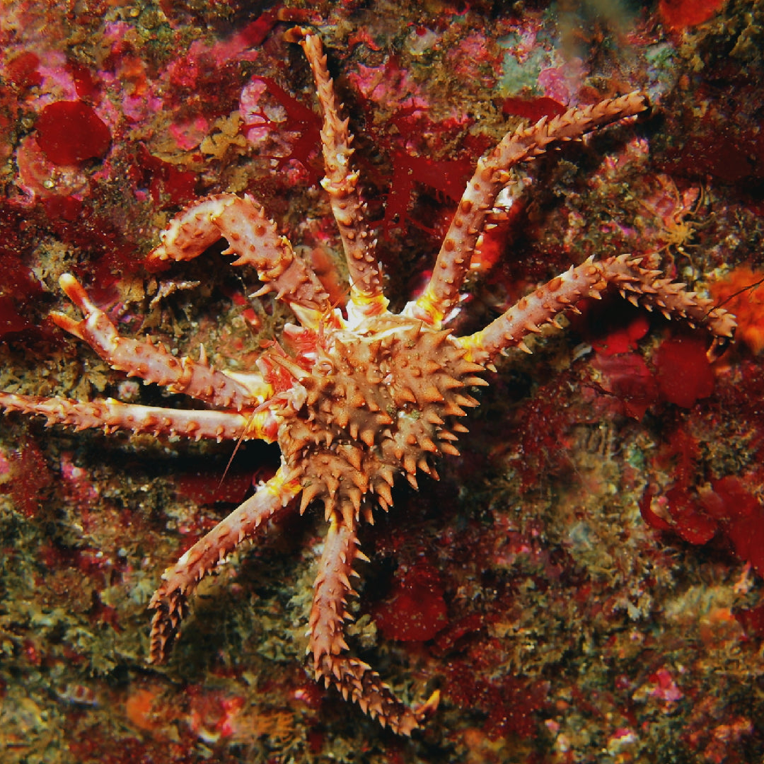 The Nutritional Value of Live King Crab: A Delicious and Healthy Seafood Option