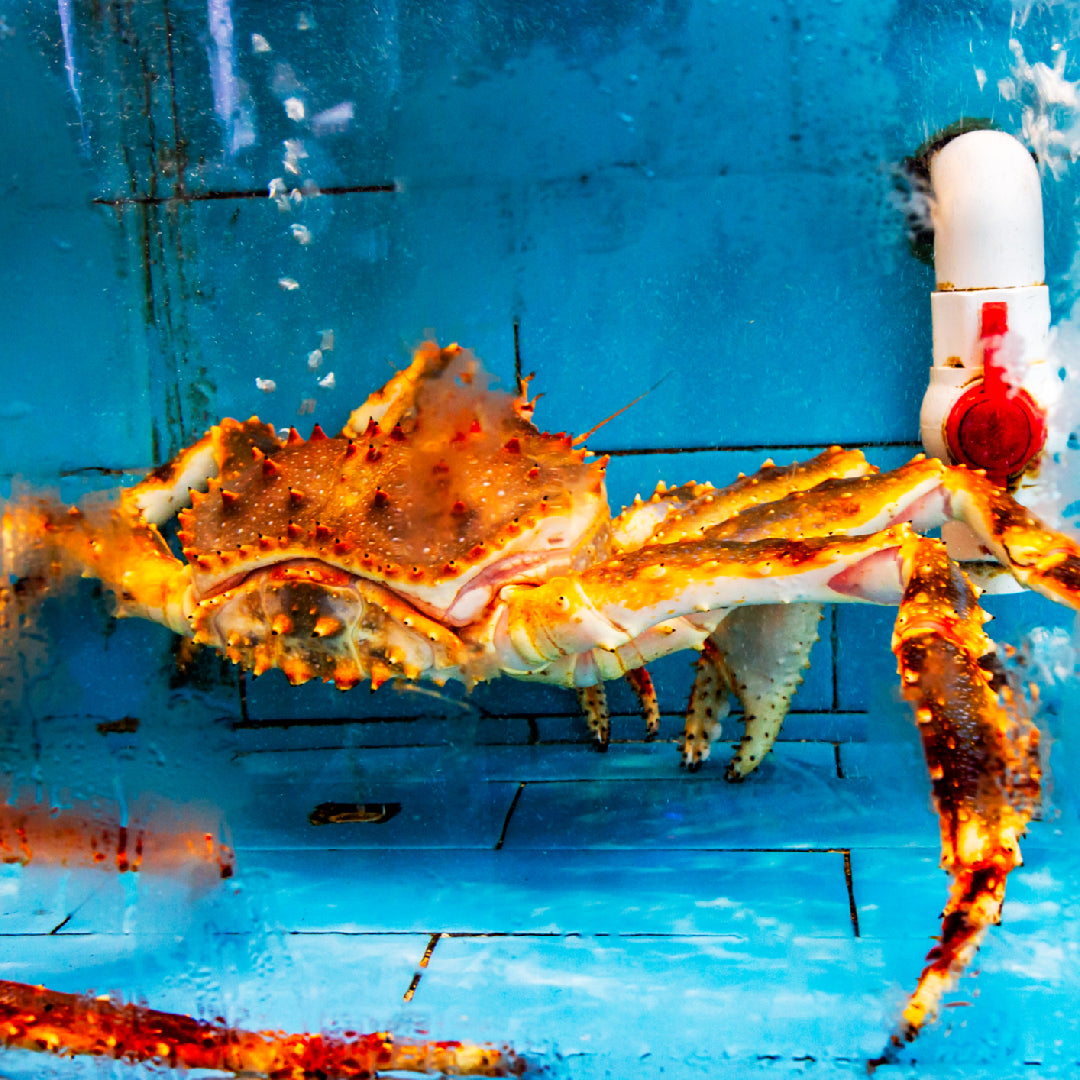 Fresh live king crab with vibrant red shell and large claws