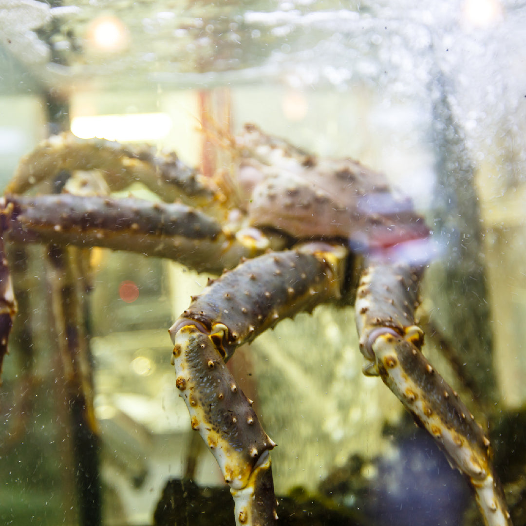 Live king crab in pristine ocean waters representing sustainable and eco-friendly seafood harvesting practices