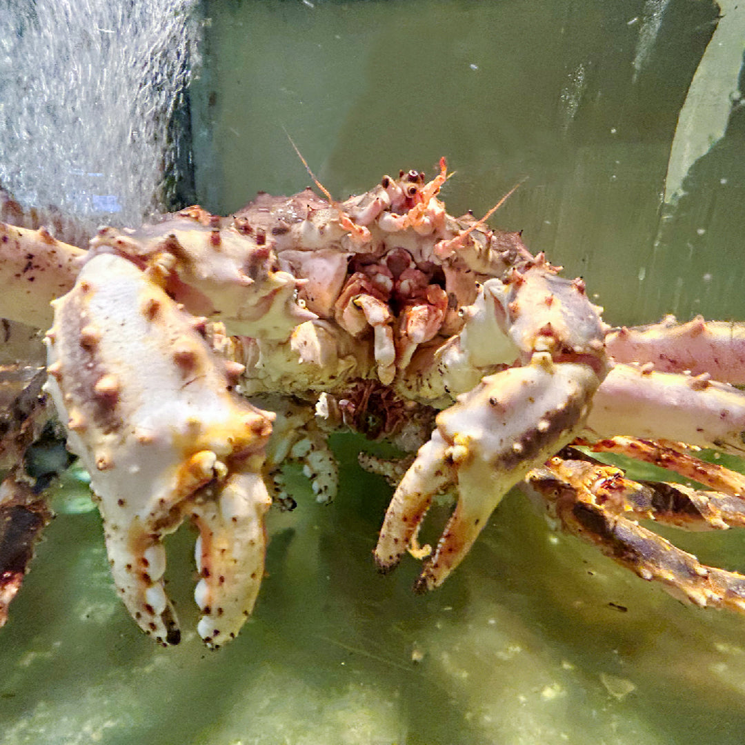 The Top Live King Crab Markets in the World: A Seafood Lover's Guide