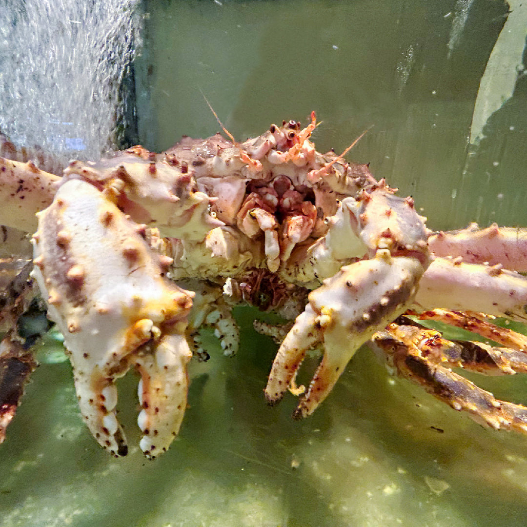 Fresh live king crab displayed at a global seafood market showcasing premium Alaskan and Norwegian varieties