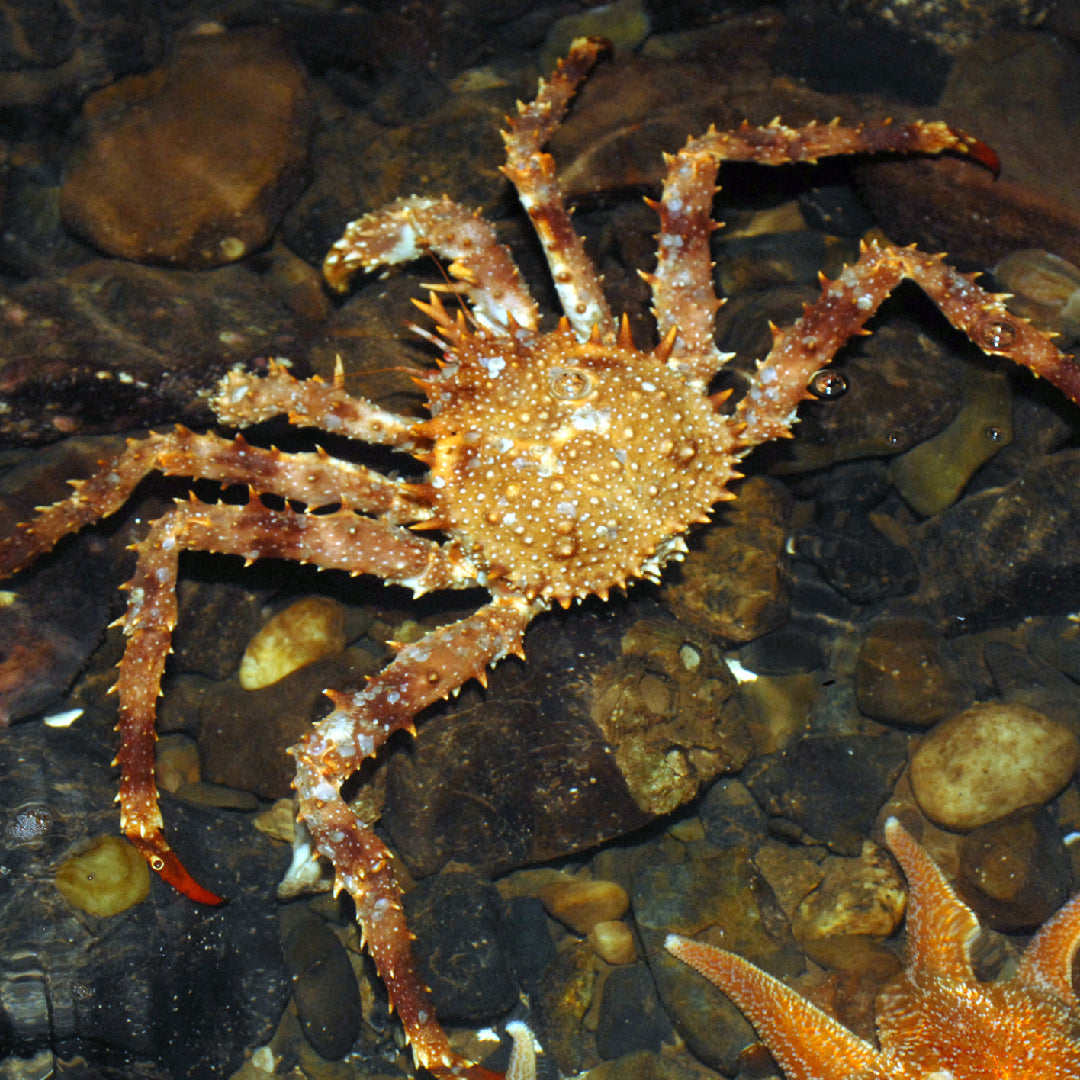 Fresh live king crab with vibrant red shell on ice ready for purchase and cooking