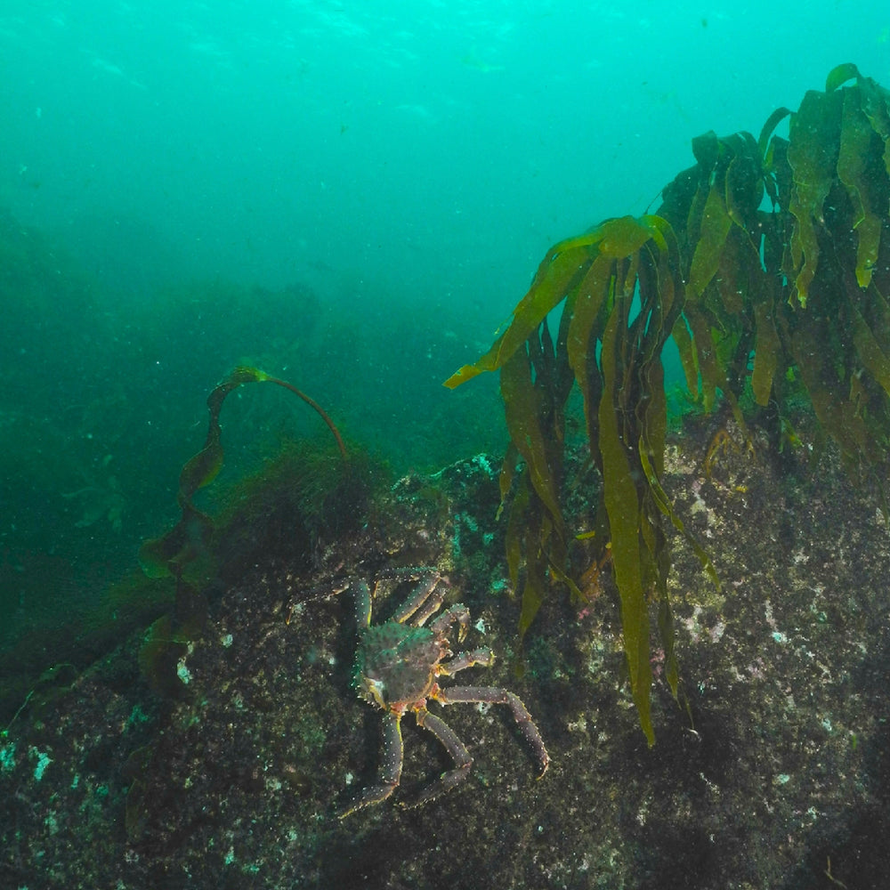 The Health Benefits of Eating Live King Crab: A Delicious and Nutritio