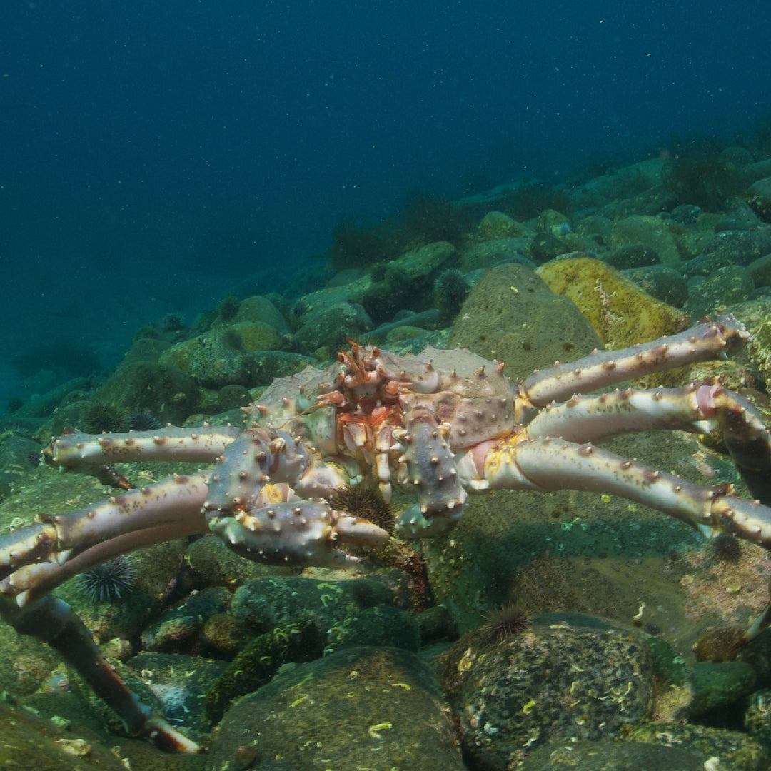 Side-by-side comparison of live king crab and frozen king crab legs showing freshness and color differences