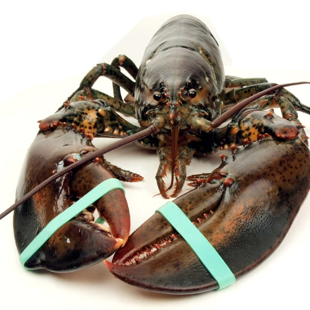 Creamy lobster risotto in a white bowl garnished with parsley and lobster tail pieces