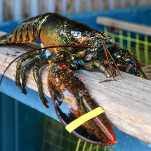 Lobster Mashed Potatoes Recipe: A Perfect Side Dish