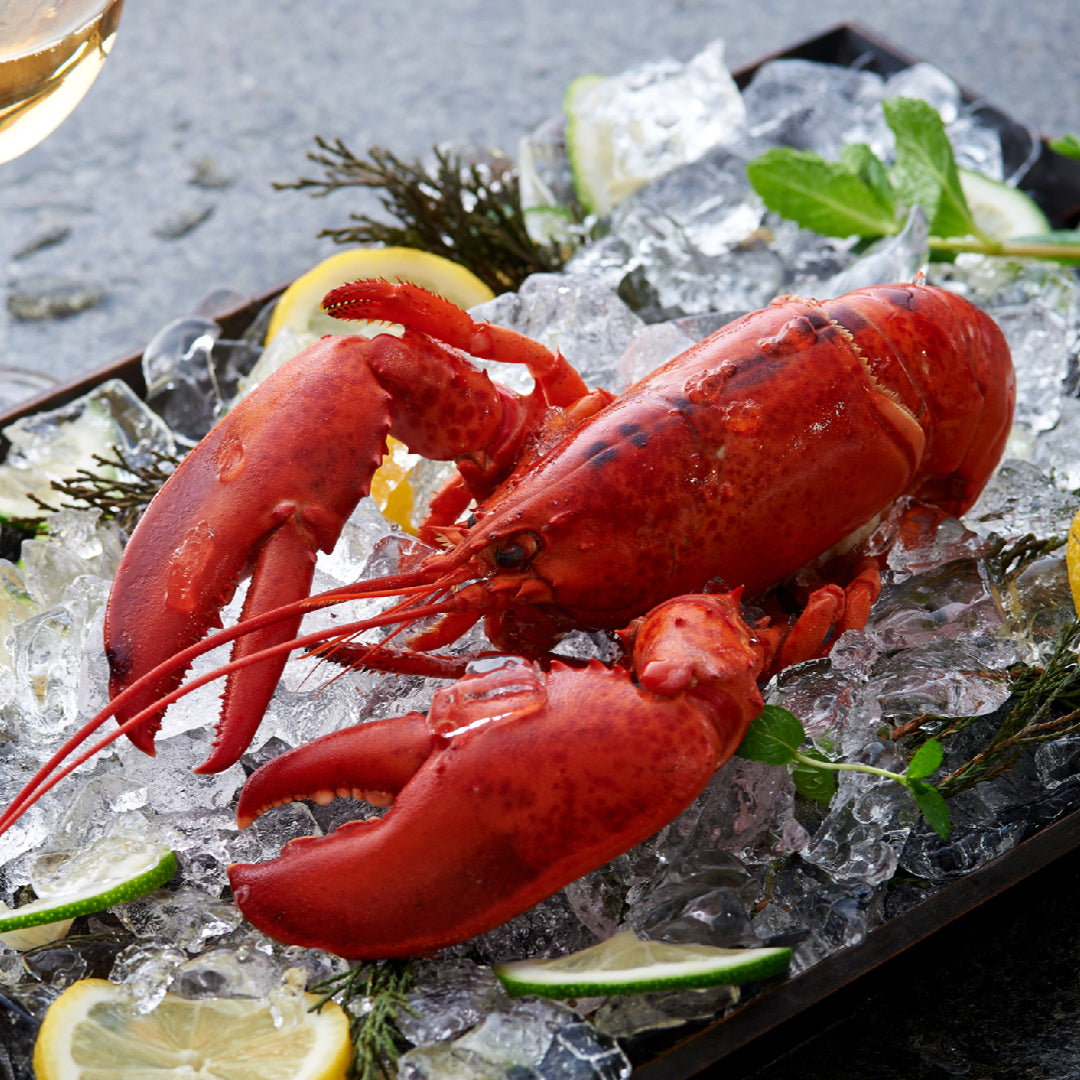 Fresh whole lobster stored on ice in a cooler to keep it alive and chilled before cooking