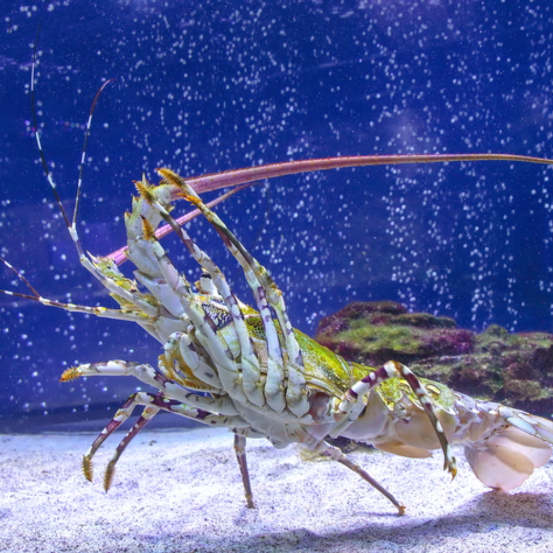 Caribbean spiny lobster with long antennae resting on a coral reef in tropical waters