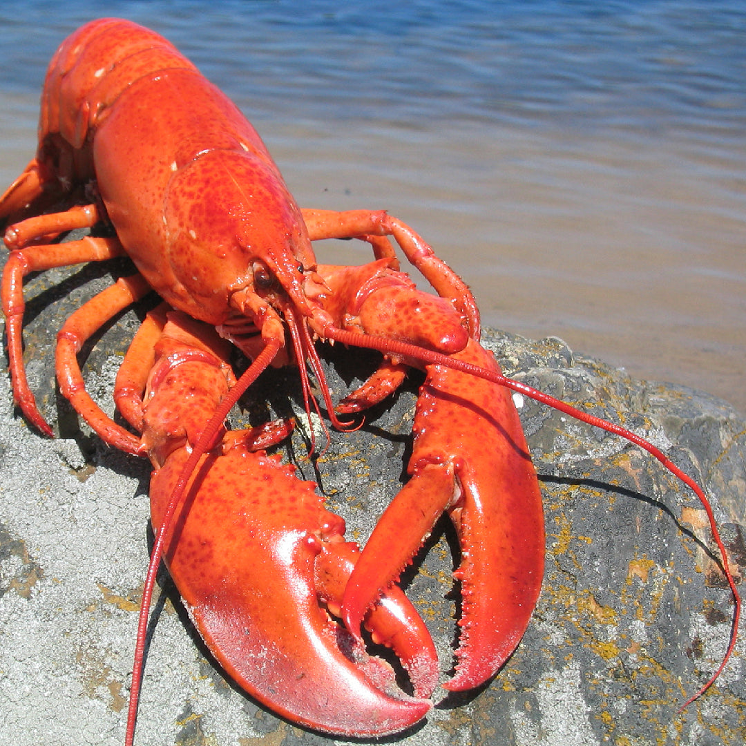 Discover the Best Places to Get Lobster in Maine: A Seafood Lover's Guid