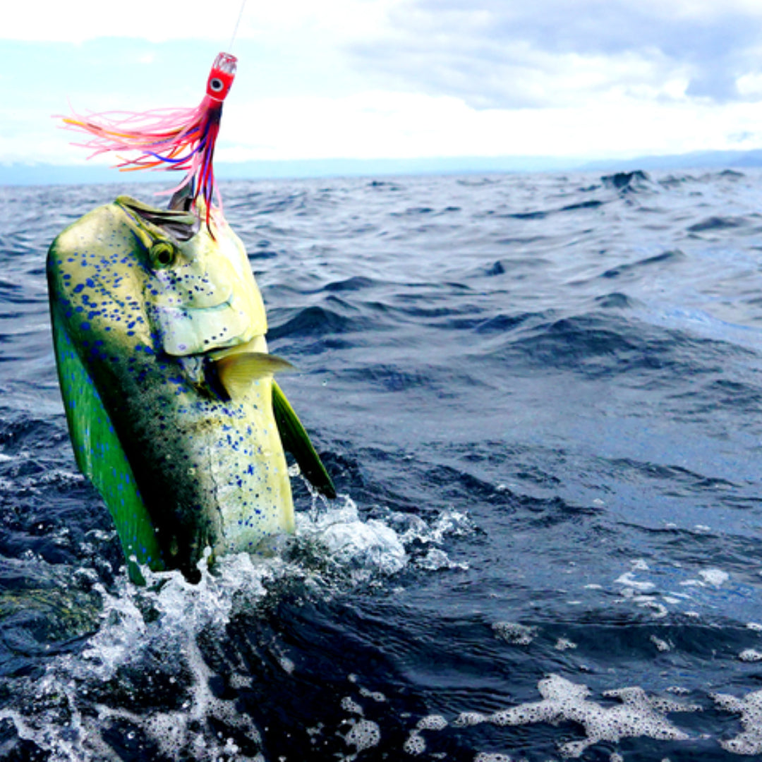 Fresh mahi mahi (dolphinfish) showing its characteristic vibrant green, blue, and yellow coloring — mahi mahi is not related to tuna; it belongs to the family Coryphaenidae and has a milder, slightly sweeter flavor than tuna with a firmer, meatier texture